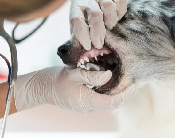 Hygiène plus poussée