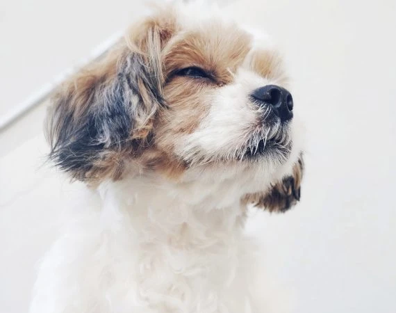 Nettoyage oreilles & yeux